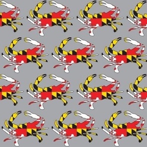 medium Maryland flag crabs on grey