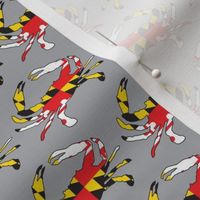 small Maryland flag crabs on grey