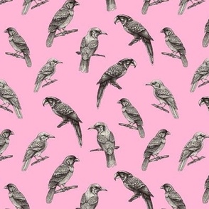 Vintage monochrome birds on pink