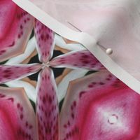 Flower Power - Wish Upon a Stargazer Lily 3