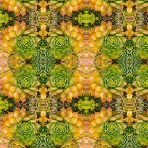 Succulents 10.5x10.5 inch medium design