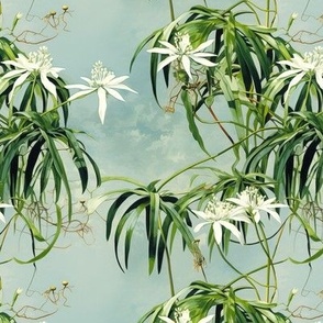 Spider Plant