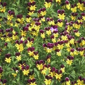 10x5-Inch Repeat of When Tiny Violas Fill My Garden - Bright Colors