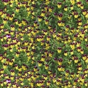 5x3-Inch Repeat of When Tiny Violas Fill My Garden - Bright Colors