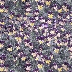 9x5-Inch Repeat of When Tiny Violas Fill My Garden - Soft Colors