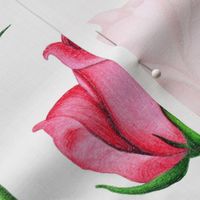 Hand Drawn watercolor rose flower large print design