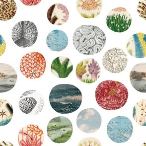 BIG COLLAGE cut-out dots of various vintage and public domain biology images on a white background