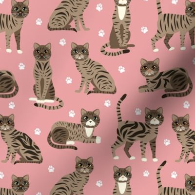 Tabby Cats Pink