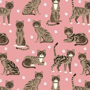 Tabby Cats Pink