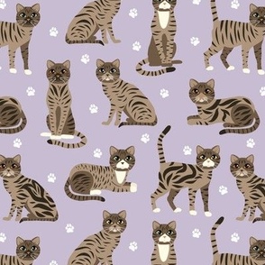 Tabby Cats Purple