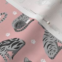 Gray Tabby Cats Pink