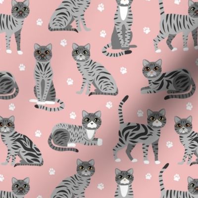 Gray Tabby Cats Pink
