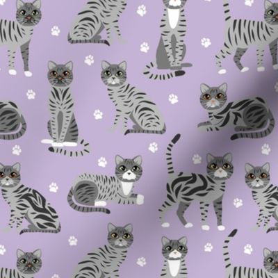 Gray Tabby Cats Purple