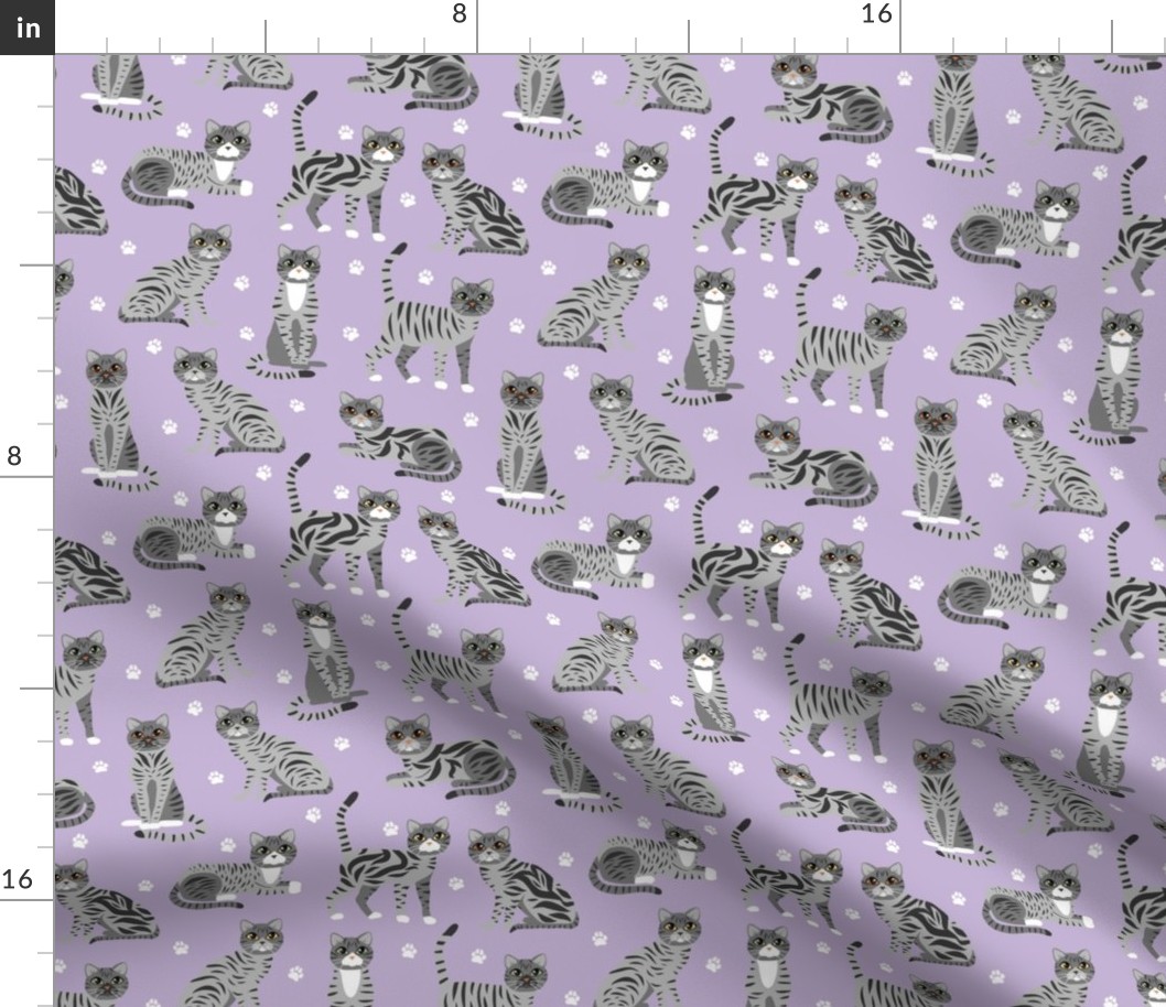 Gray Tabby Cats Purple