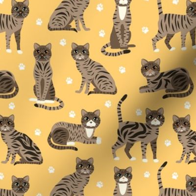 Tabby Cats Yellow