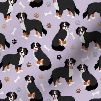 Bernese Mountain Dog Paws and Bones Purple