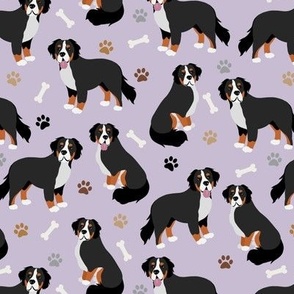 Bernese Mountain Dog Paws and Bones Purple