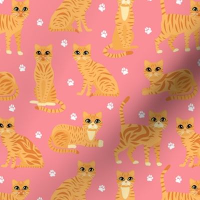 Orange Tabby Cats Pink