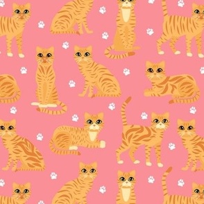 Orange Tabby Cats Pink