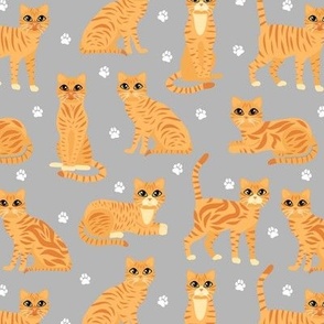 Orange Tabby Cats Gray