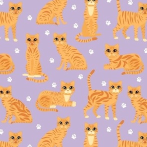 Orange Tabby Cats Purple