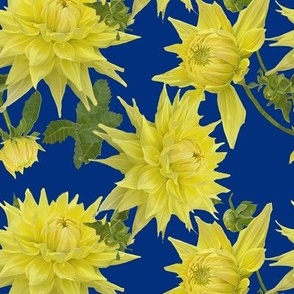 Yellow dahlias on blue