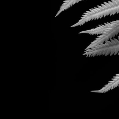 fern_frond_dk_black_white