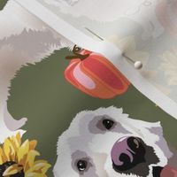 large print // English Cream Golden Retriever Ryan  in pumpkins and sunflowers