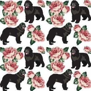 small print //Newfoundland Dogs and Old English Roses Pink Big Black Dog Puppy
