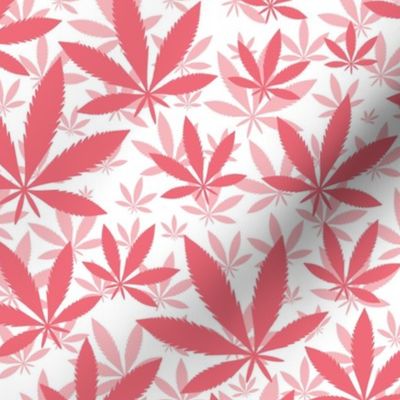Bigger Scale Marijuana Cannabis Leaves Coral on White