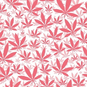 Bigger Scale Marijuana Cannabis Leaves Coral on White
