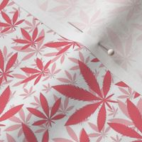 Smaller Scale Marijuana Cannabis Leaves Coral on White