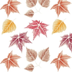  indian summer birch,  maple leaves on white