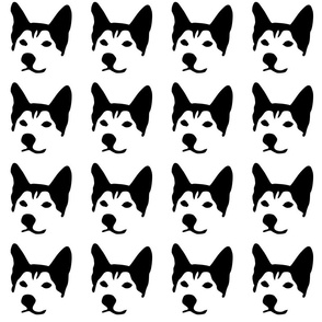 husky small in a row