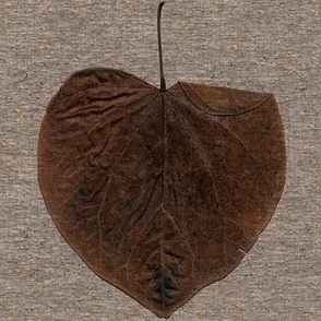 17 Solitary Redbud Leaf in Winter