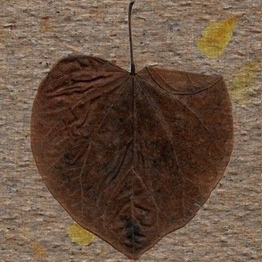 16 Solitary Redbud Leaf in Winter