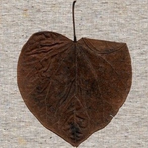 15 Solitary Redbud Leaf in Winter