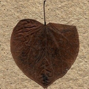 14 Solitary Redbud Leaf in Winter