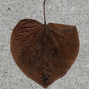 4 Solitary Redbud Leaf in Winter