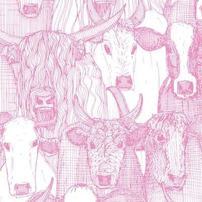 just cattle candy pink white