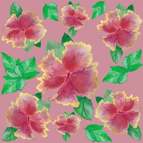 Pink, Tequila Sunrise Hibiscus Flower Watercolor Painting on Soft Pink Background