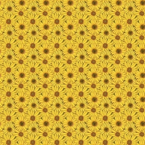 Carpet of  Yellow Helianthus Sunflower 3"