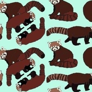 Red Pandas