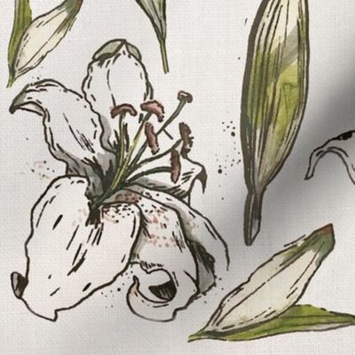 Madonna Lily in Ink and Watercolor