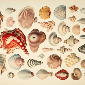 Vintage Seashells