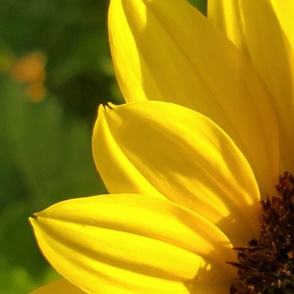 Sunflower Kaleidoscope XL