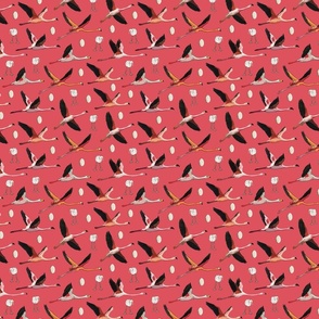 Flamingos-09