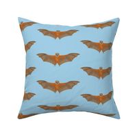 Flying Fox Bats by Day