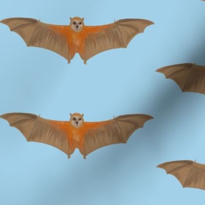 Flying Fox Bats by Day