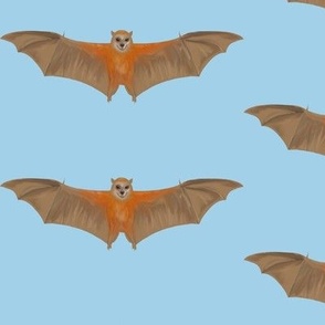 Flying Fox Bats by Day